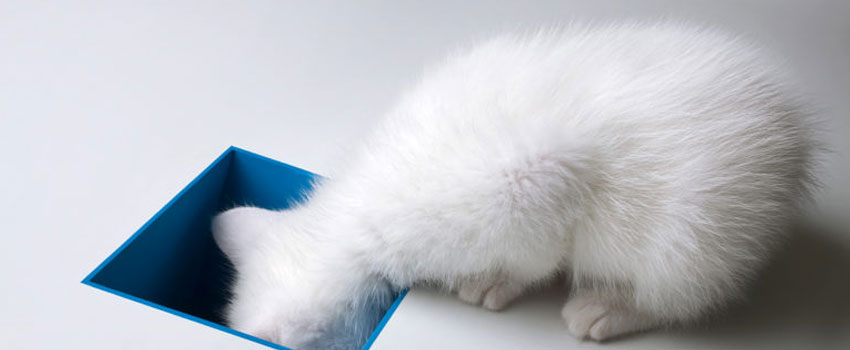 4 Careers for People Who Are Easily Distracted