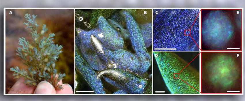 Iridescent Algae Glow with Their Very Own Opals
