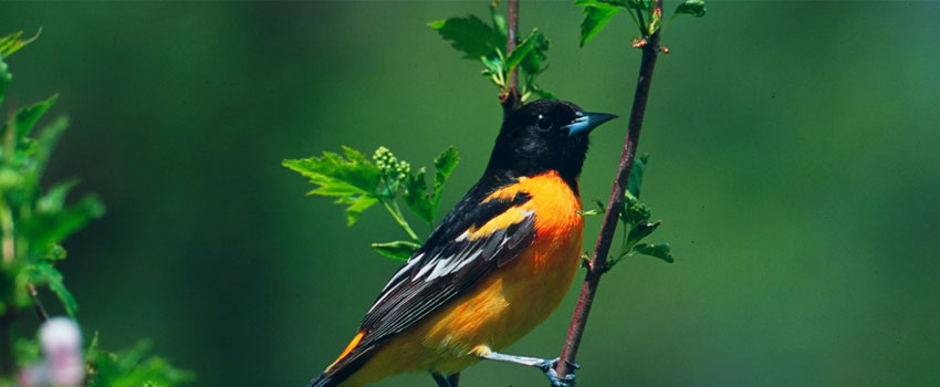 Songbirds Shift Migration Patterns to Sync with Warming