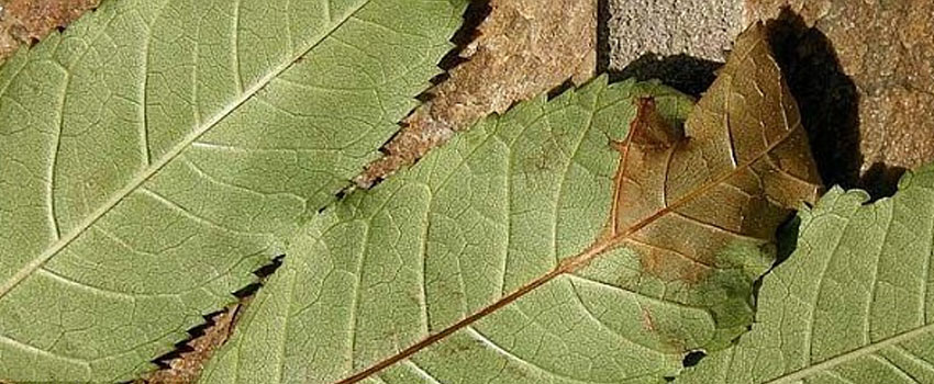 British ash trees may resist dieback disease, research reveals