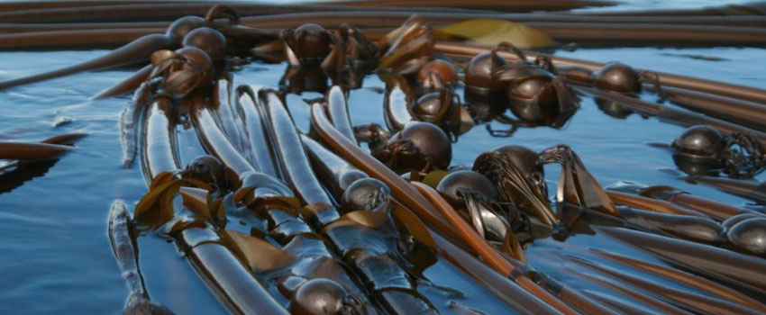 How a Heat Wave and Mysterious Disease Crashed California`s Kelp Forest