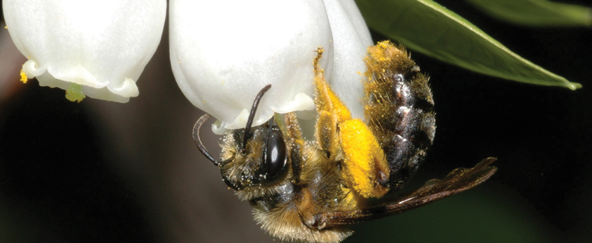 Evidence piles up for popular pesticides' link to pollinator problems