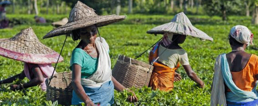 Analysis: Partnerships â€“ Tea scheme aims to protect children