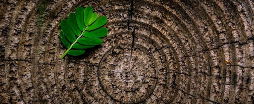 The Truth About CSR 2017