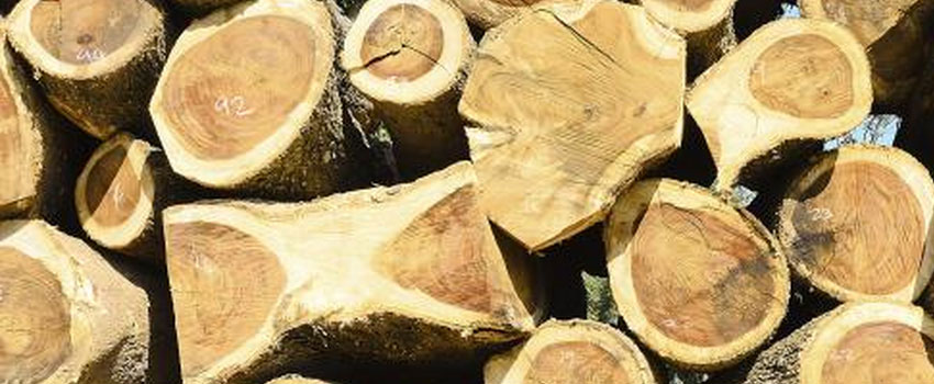 Analysis: Timber trade â€“ Making sure we hear every tree that falls